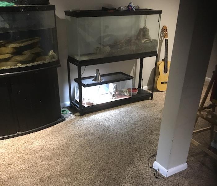 Basement carpet with aquariums with fish and reptiles in each