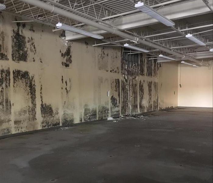 Warehouse with commercial mold damage on the sheetrock